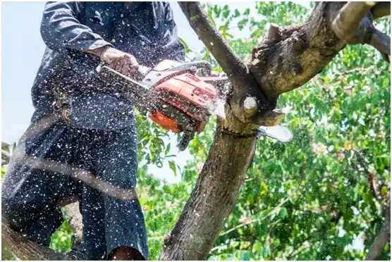 tree services Rothsville